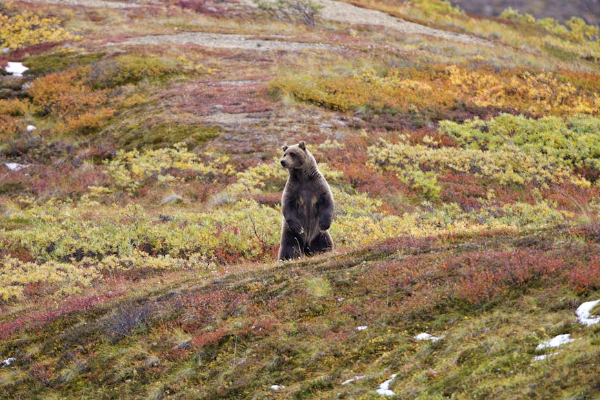 Grizzly bears are the pre-eminent predators in Denali National Park