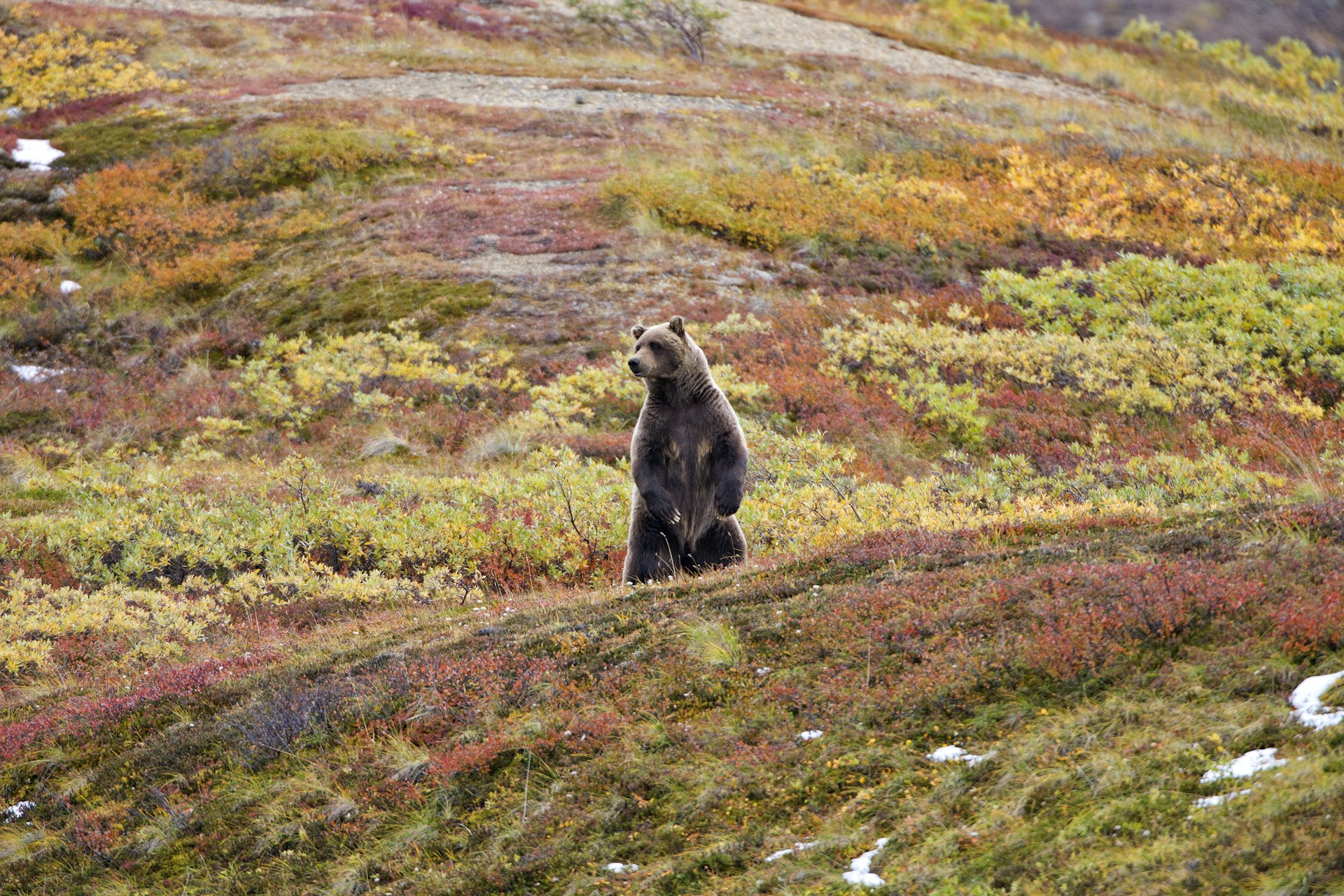 Grizzly bears are the pre-eminent predators in Denali National Park