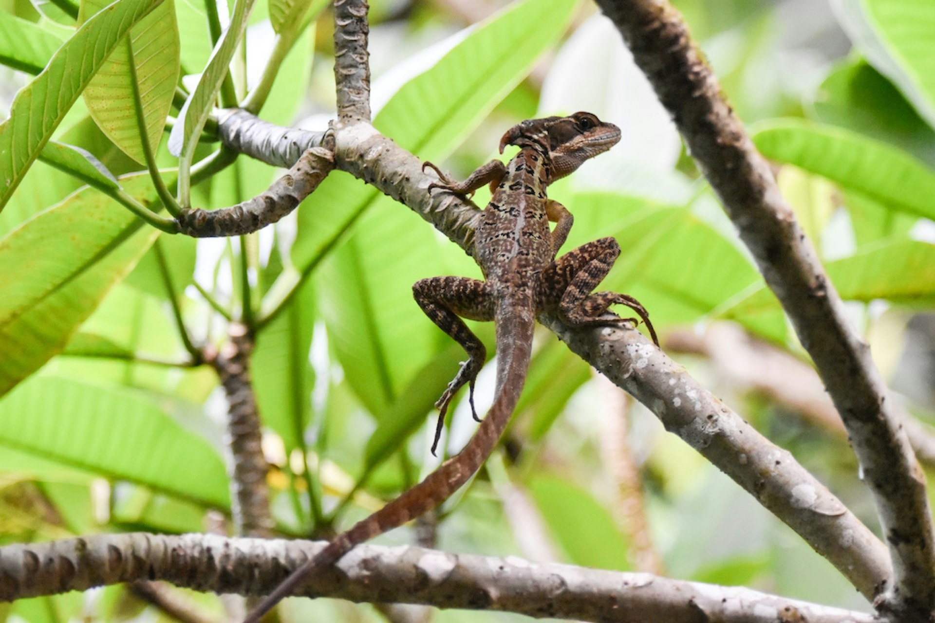 Sold-Out-Summer_Costa-Rica_Basilisk-Lizard.jpg