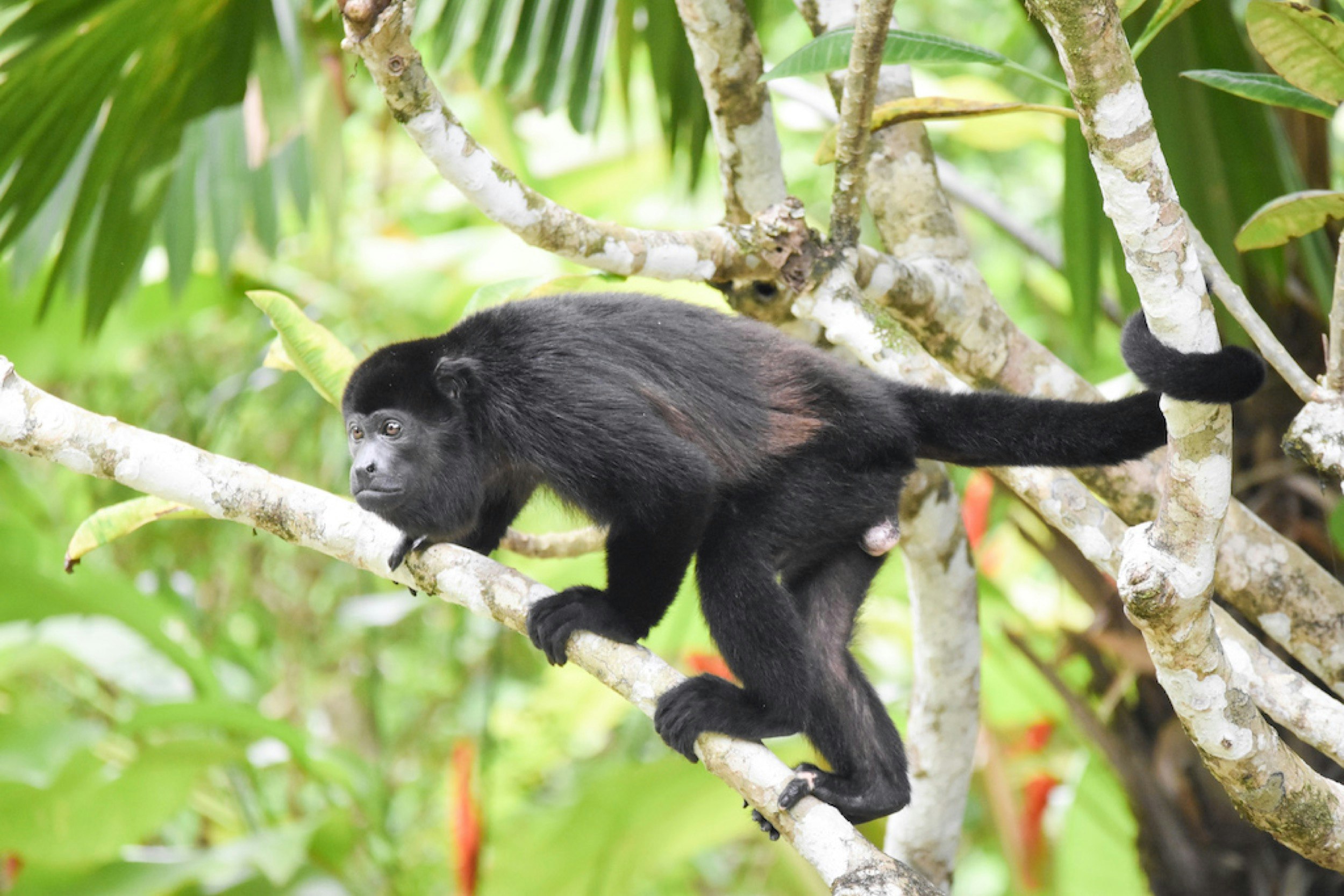 Sold-Out-Summer_Costa-Rica_Howler-Monkey.jpg