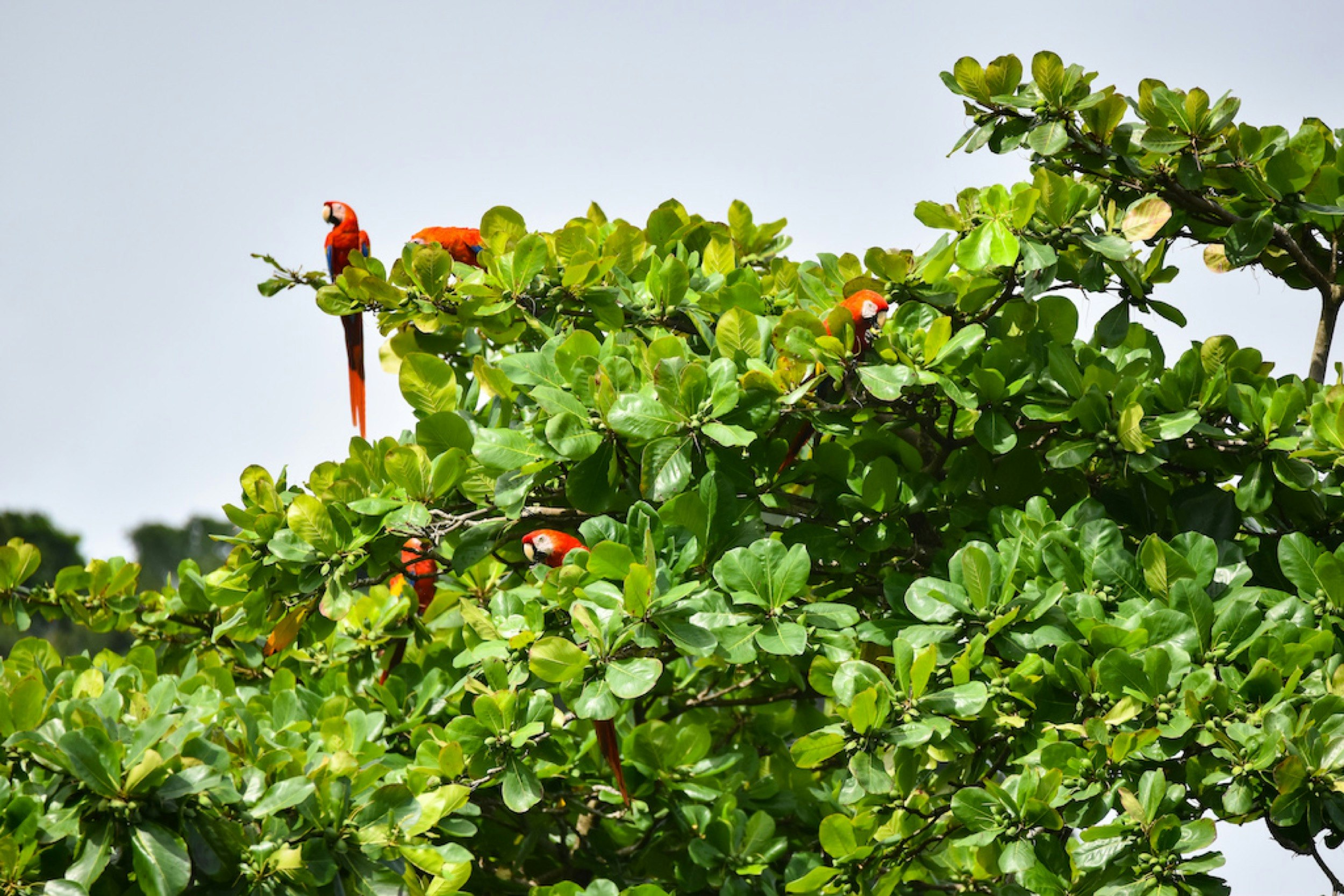 Sold-Out-Summer_Costa-Rica_Scarlet-Macaws.jpg