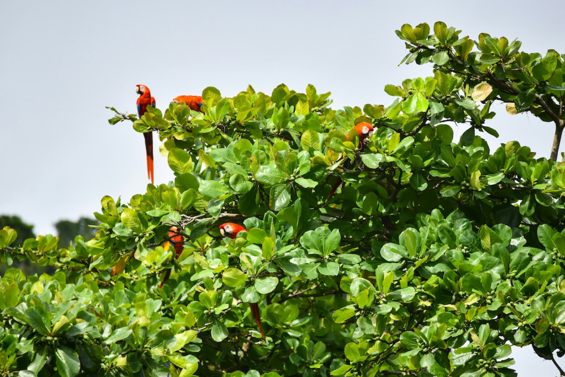 Agotado-Verano_Costa-Rica_Scarlet-Macaws.jpg