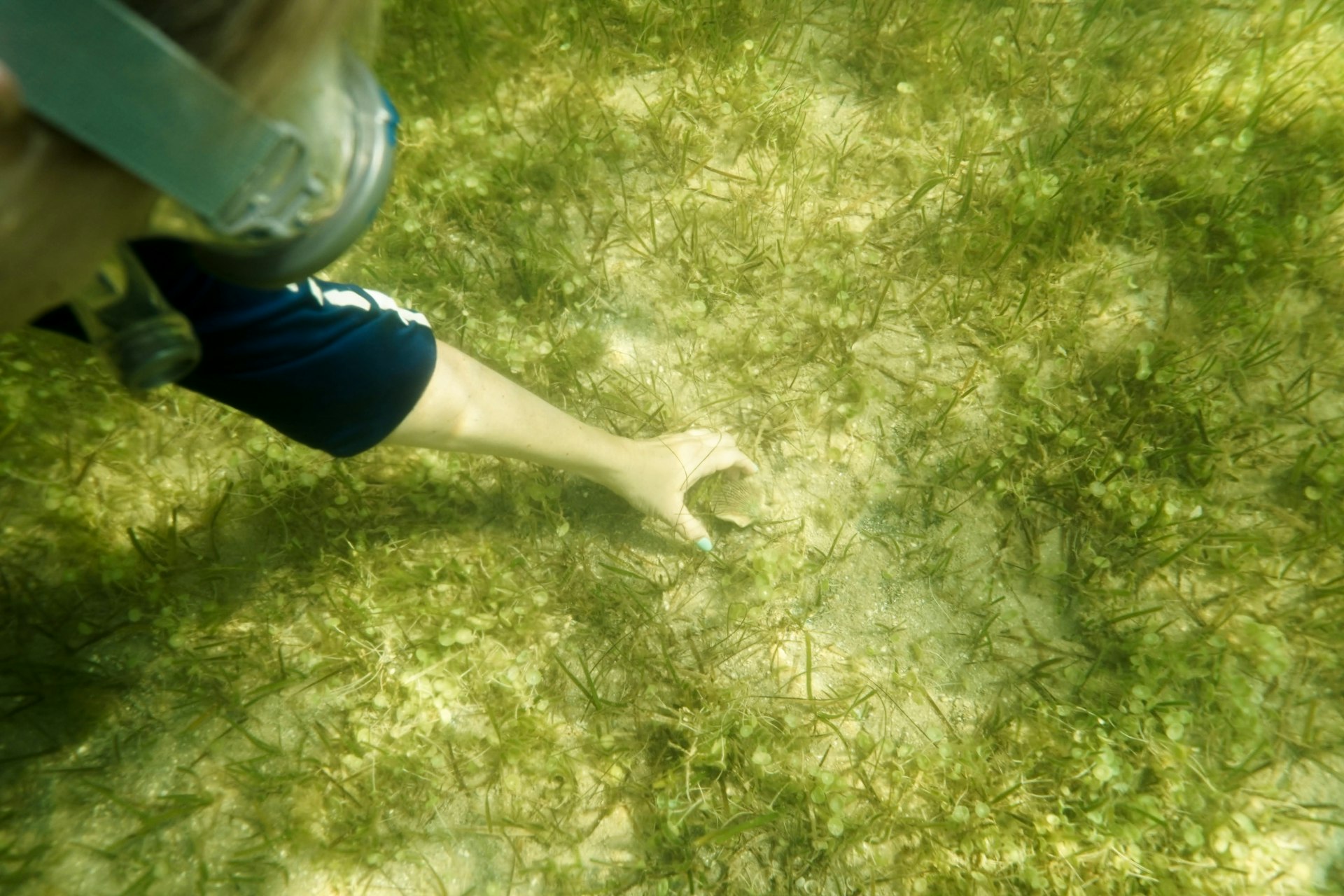 A female snorkeler reaches for a scallop among seagrass