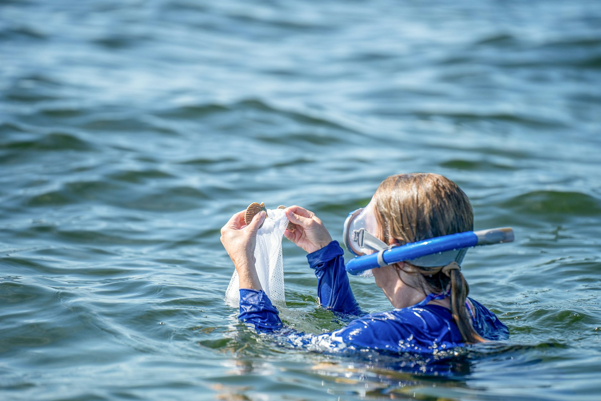 A female snorkeler putting a scallop in a catch bag on the water's surface