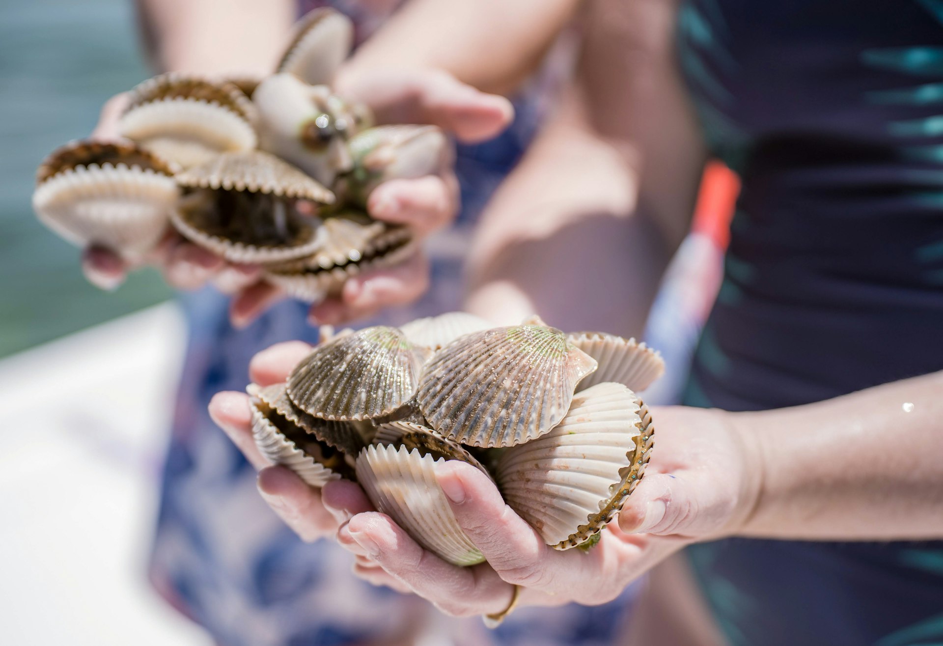 Hands holding scallops on a boat in Florida