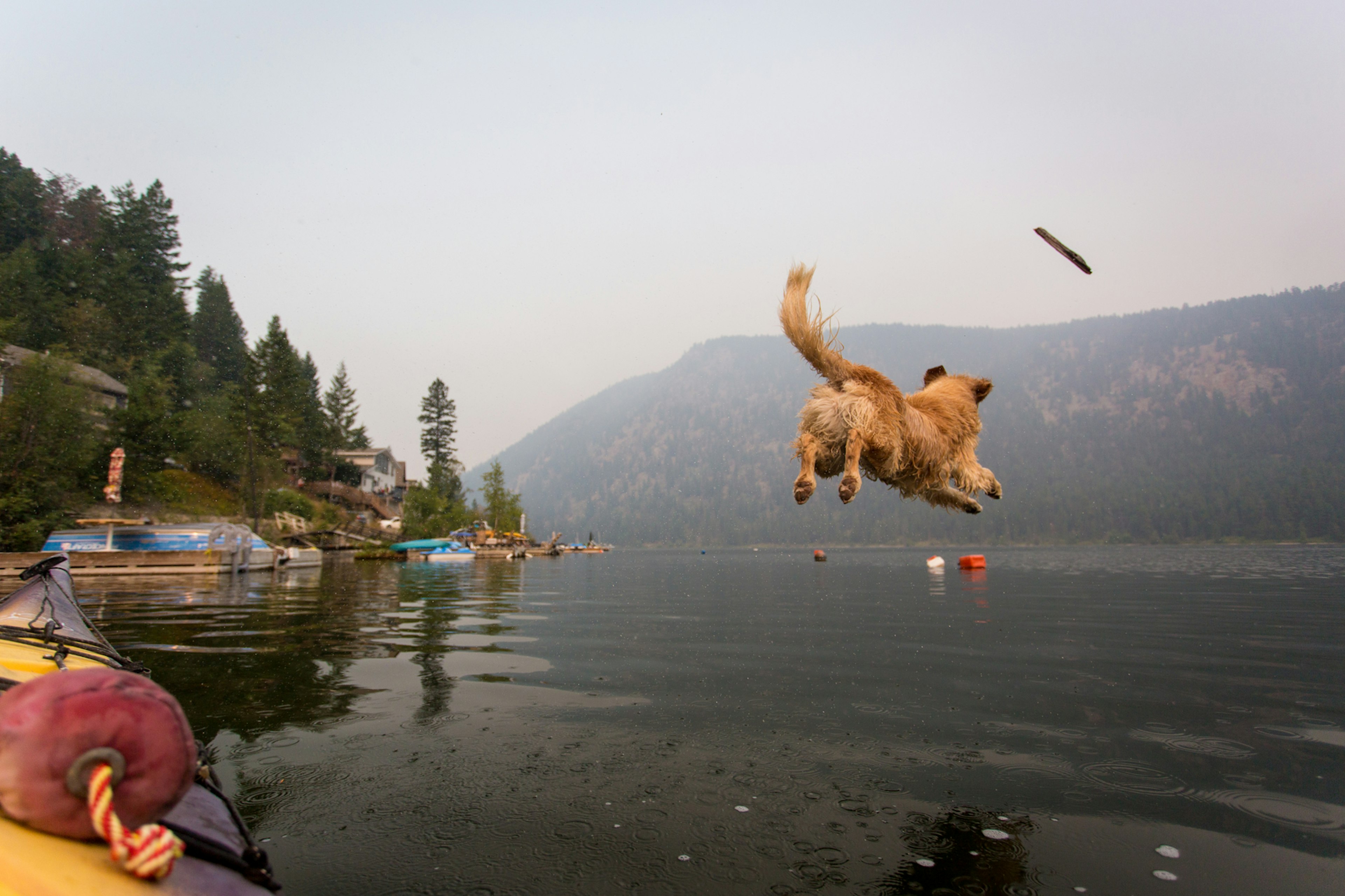 Dog jumping off kayak into lake