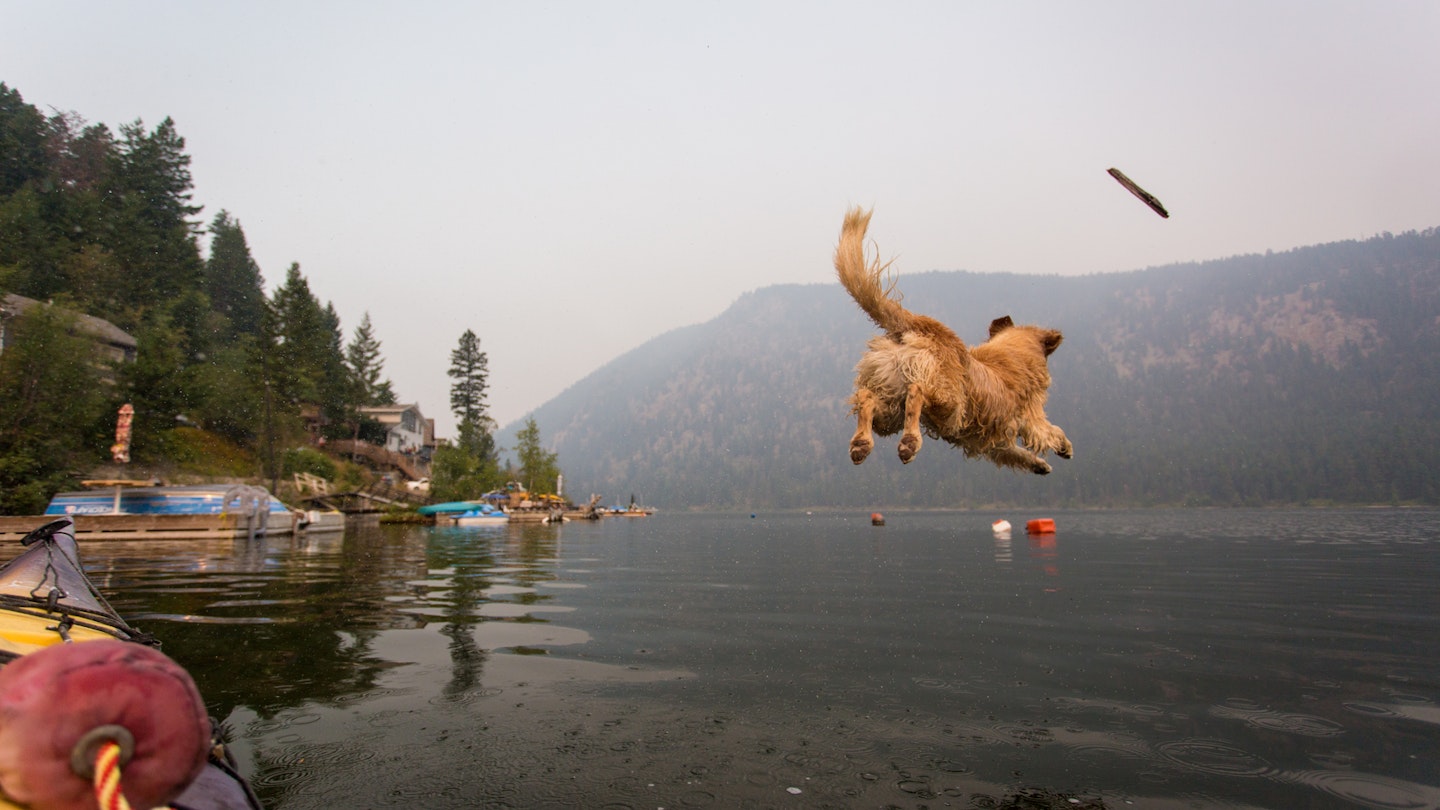 What Is Needed To Bring A Dog Into The Us what-is-needed-to-bring-a-dog-into-the-us