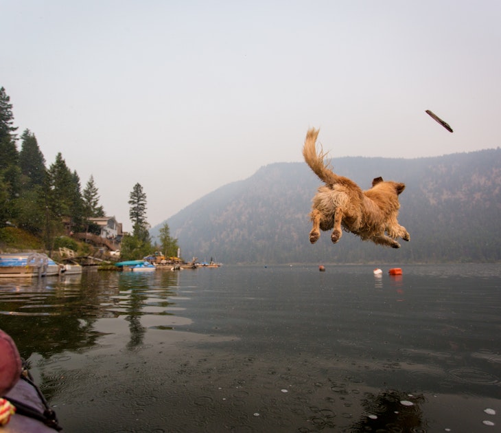 Dog jumping off kayak into lake