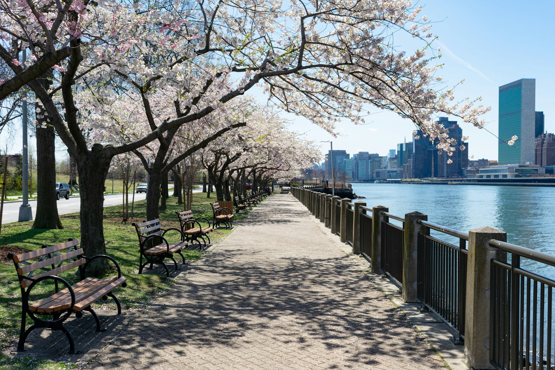 Empty Walkway with White Flowering Cherry Blossom Trees and Benches during Spring on Roosevelt Island in New York City