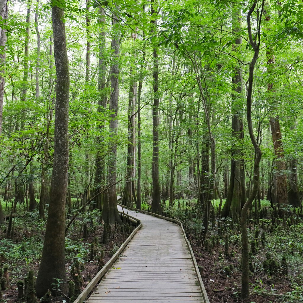 The Boardwalk at Congaree National Park, South Carolina.