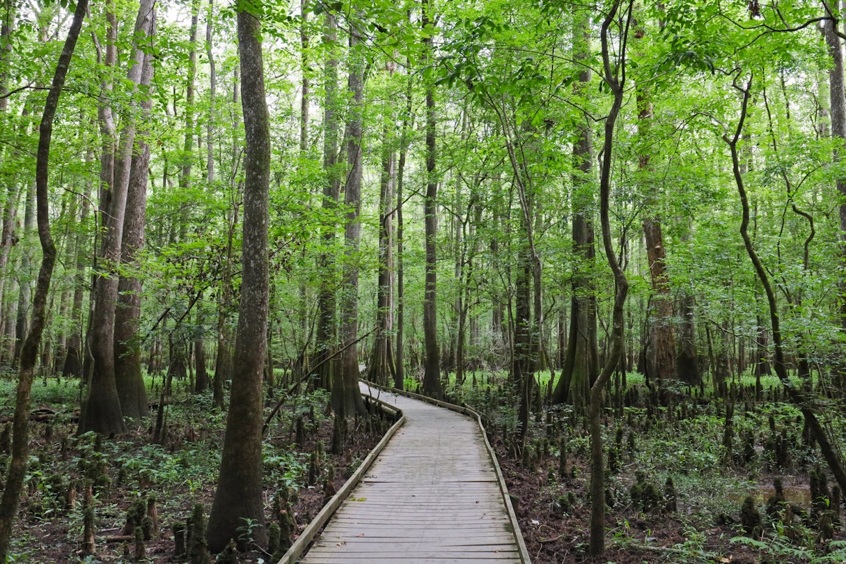 The Boardwalk at Congaree National Park, South Carolina.