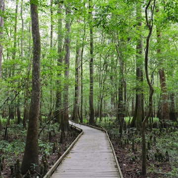The Boardwalk at Congaree National Park, South Carolina.