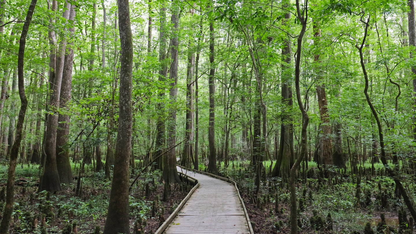 The Boardwalk at Congaree National Park, South Carolina.