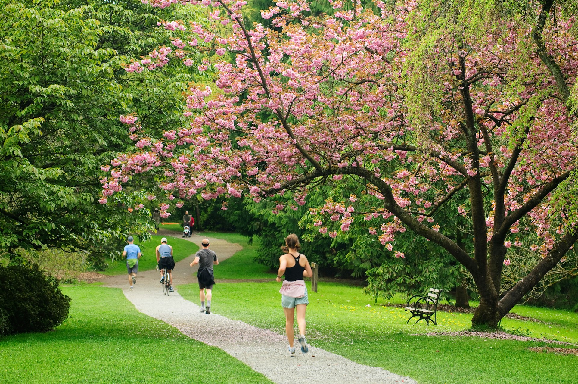 Cherry trees in bloom in a park as people jog, cycle and walk on footpath nearby