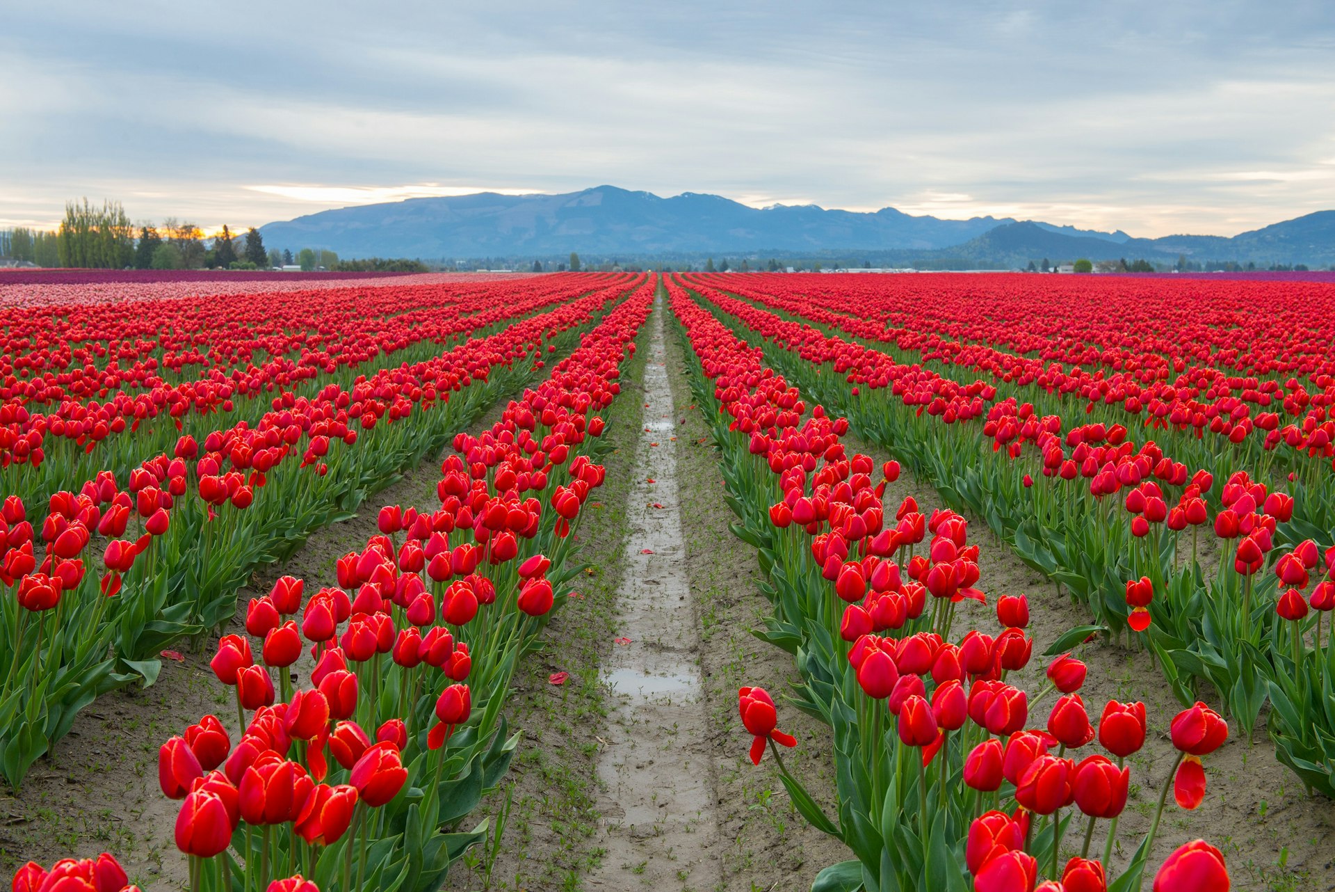 Rows of red tulips Washington State
