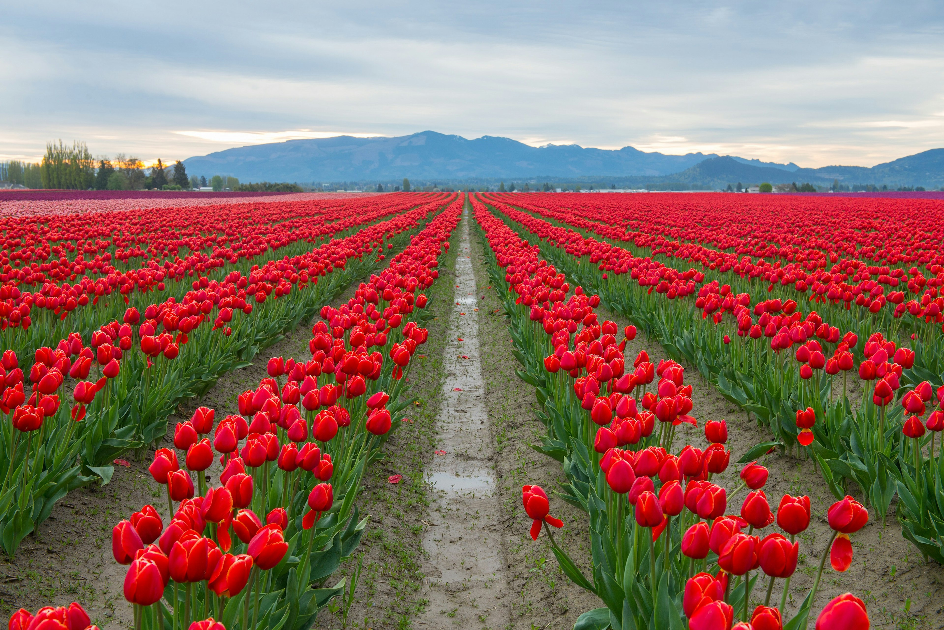 Rows of red tulips Washington State