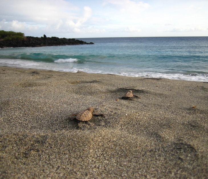 Honuʻea (Hawaiian hawksbill turtle) hatchlings. Pōhue is critical habitat to the endangered honuʻea