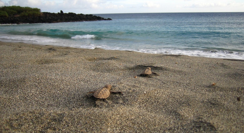 Honuʻea (Hawaiian hawksbill turtle) hatchlings. Pōhue is critical habitat to the endangered honuʻea