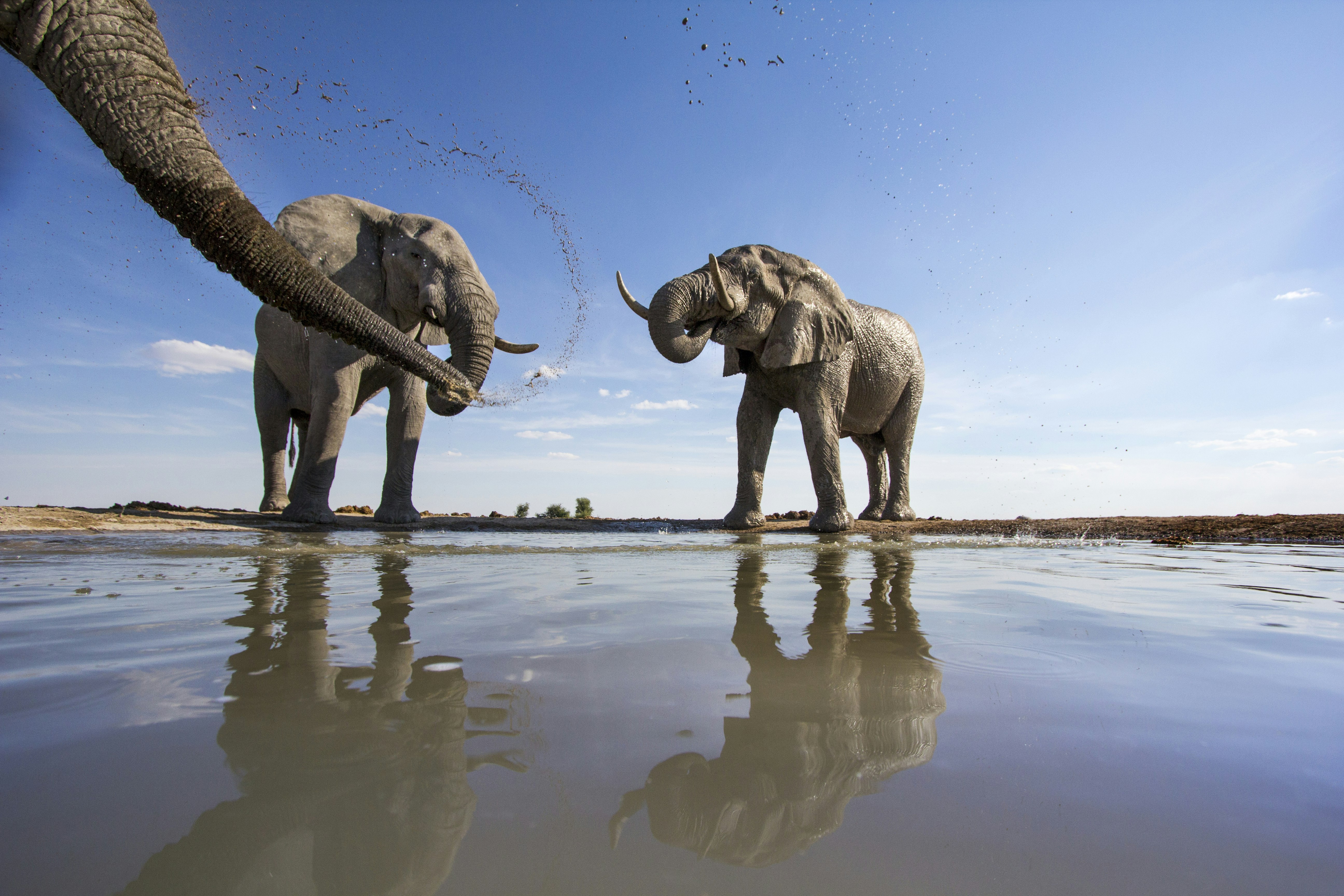 Bull elephants at a watering hole at Nxai Pan National Park, Botswana
