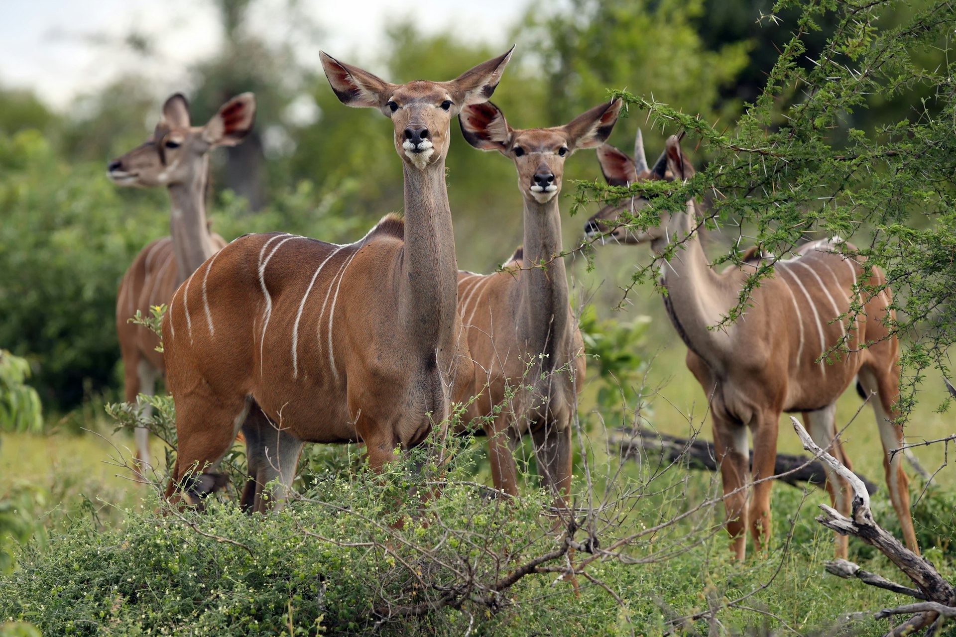 A herd of greater kudu (Tragelaphus strepsiceros) in the green bush of Bwabwata National Park, Namibia, Africa