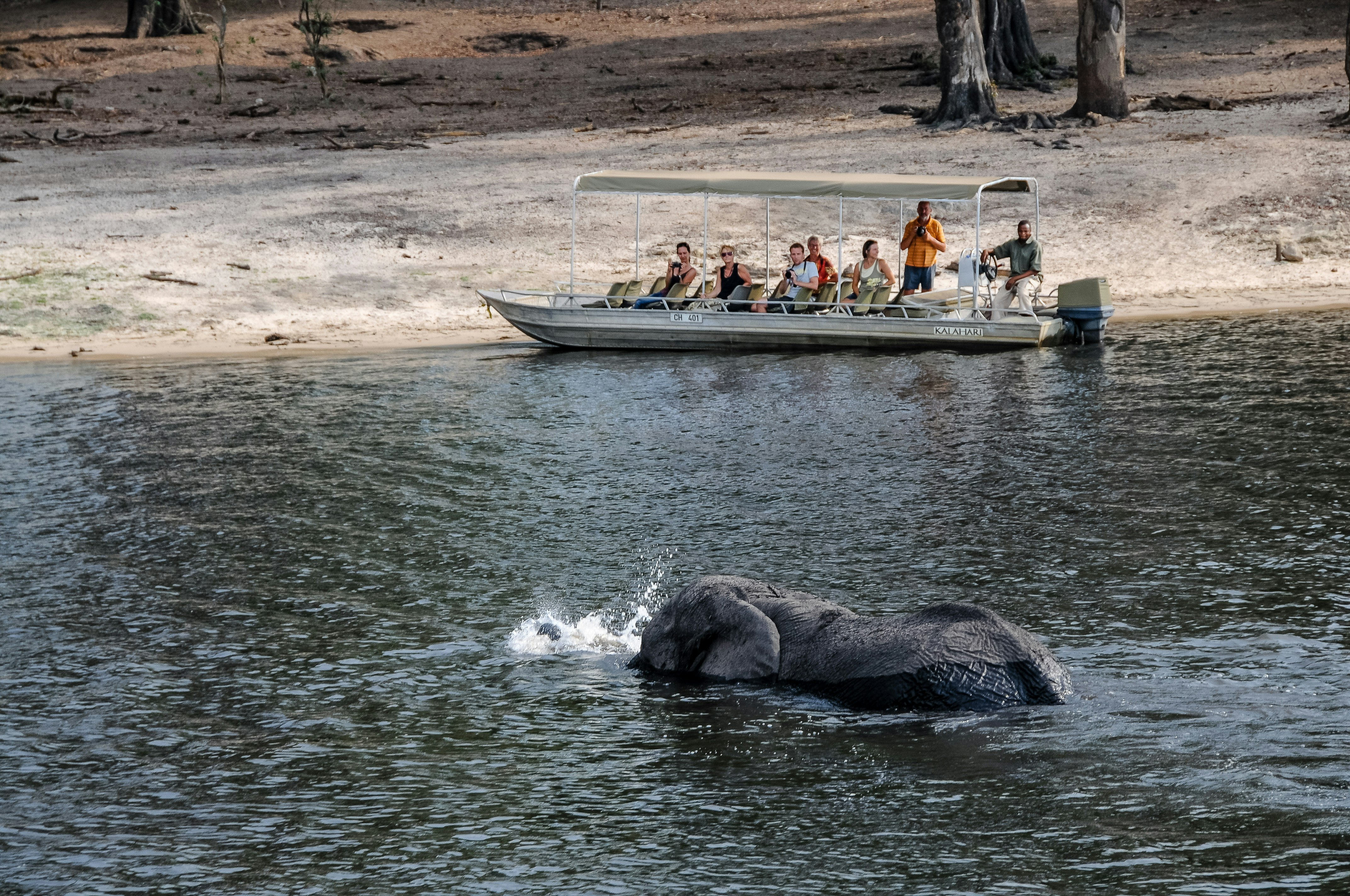 Elephant crosses the Chobe River as a safari tour in a boat looks on