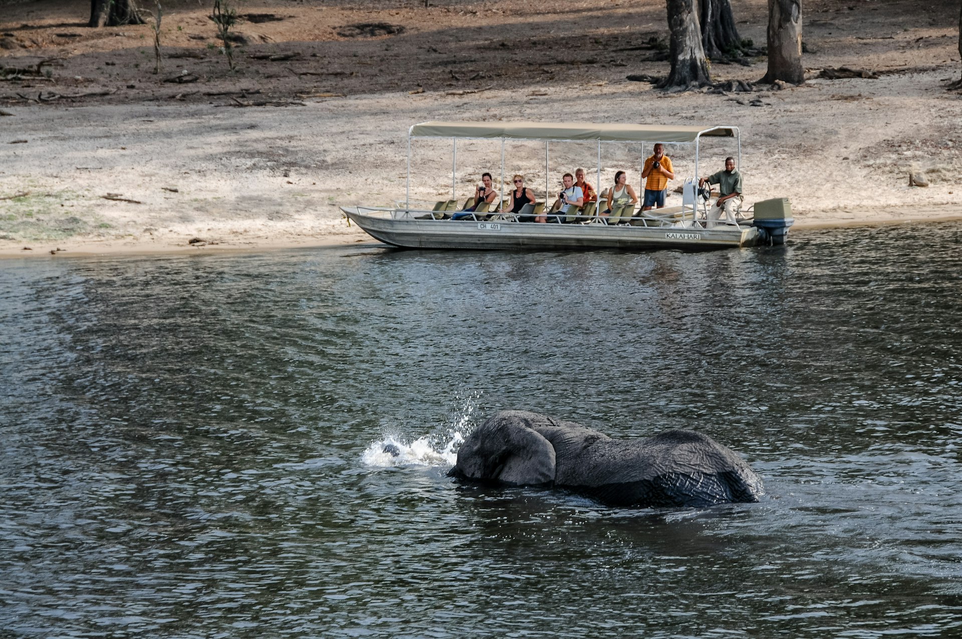 Elephant crosses the Chobe River as a safari tour in a boat looks on