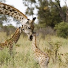 Giraffe showing affection to her calf.