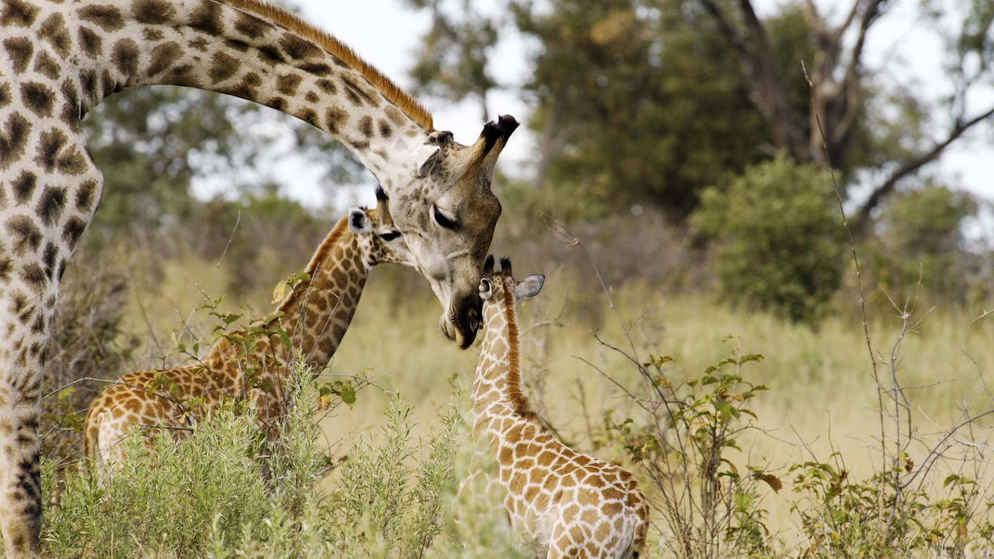 Giraffe showing affection to her calf.