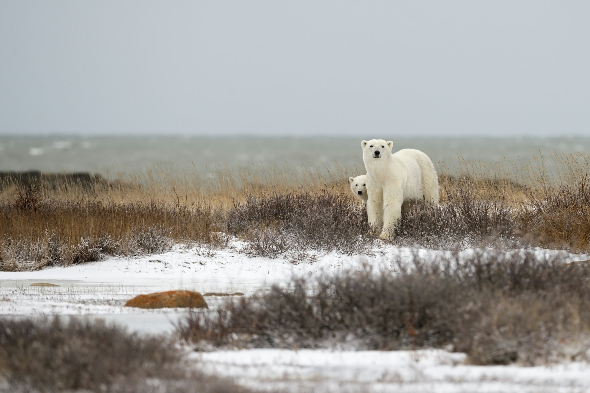 Two polar bears standing in snowy coastal brush
