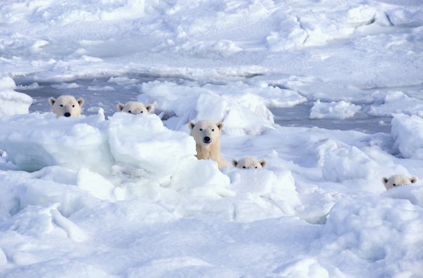 A family of polar bears behind ice 