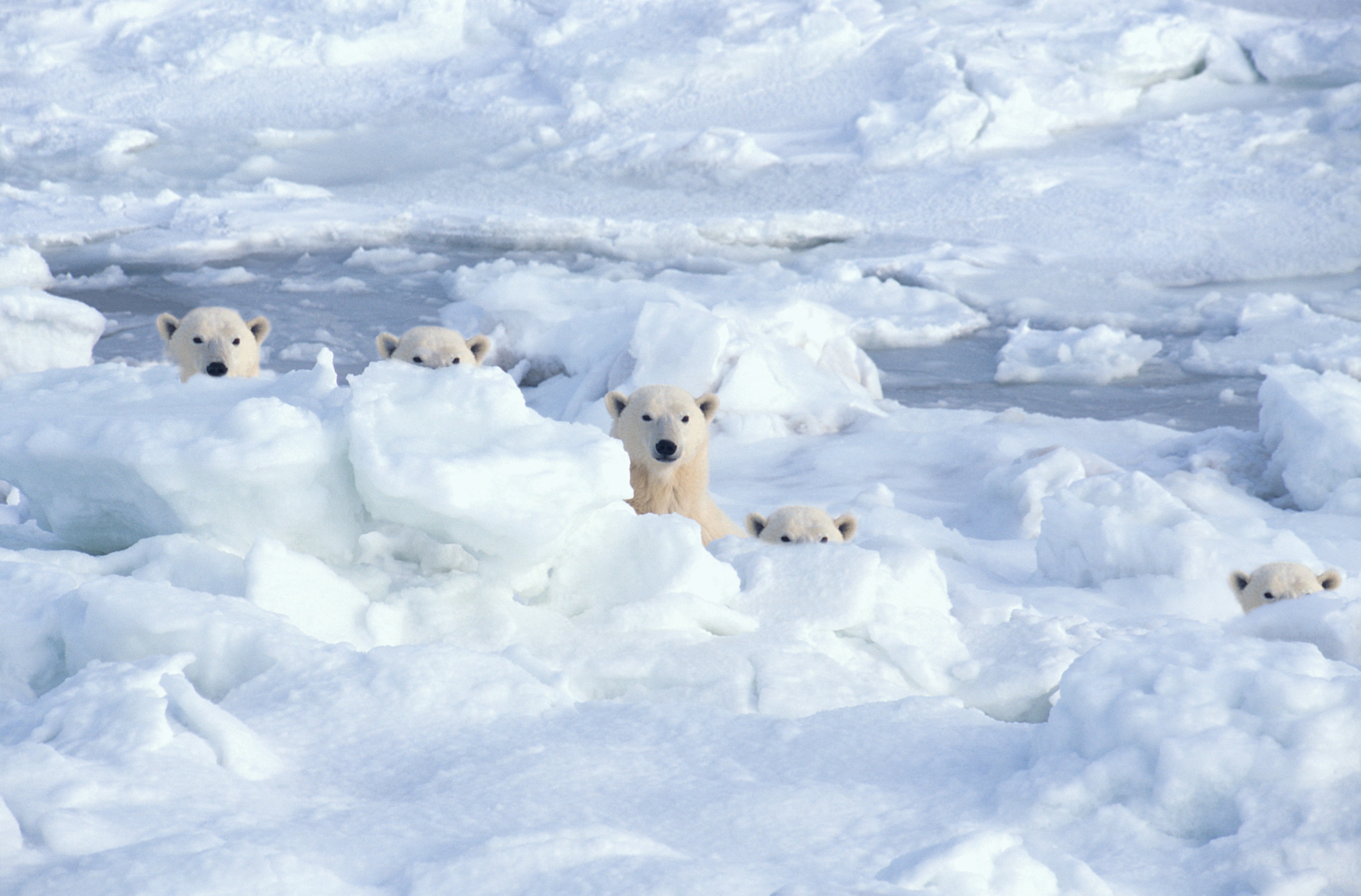 A family of polar bears behind ice