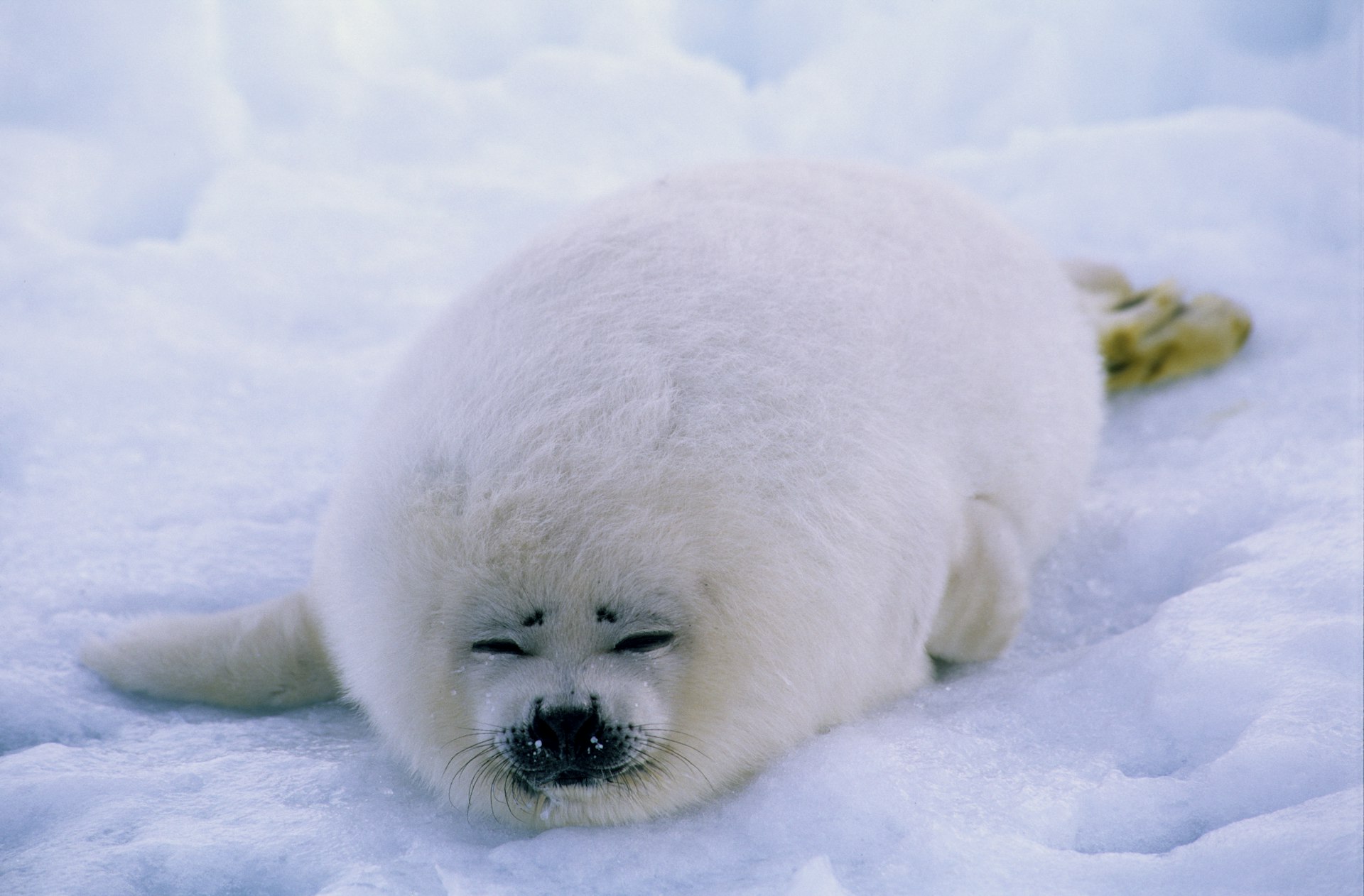 Harp Seal in the snow (adorable)