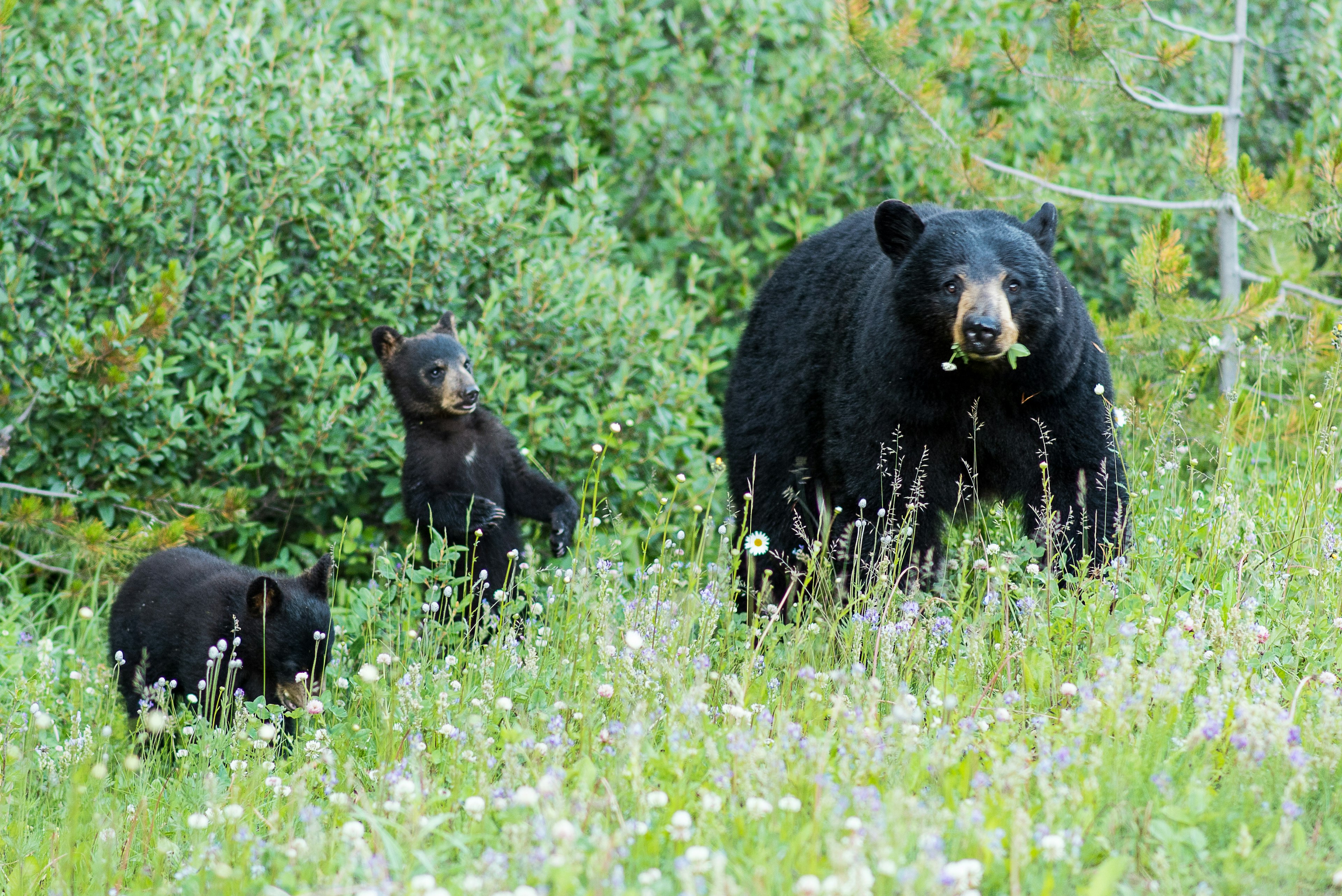 Bear mother with two cups on a lawn with flowers near Jasper, Canada