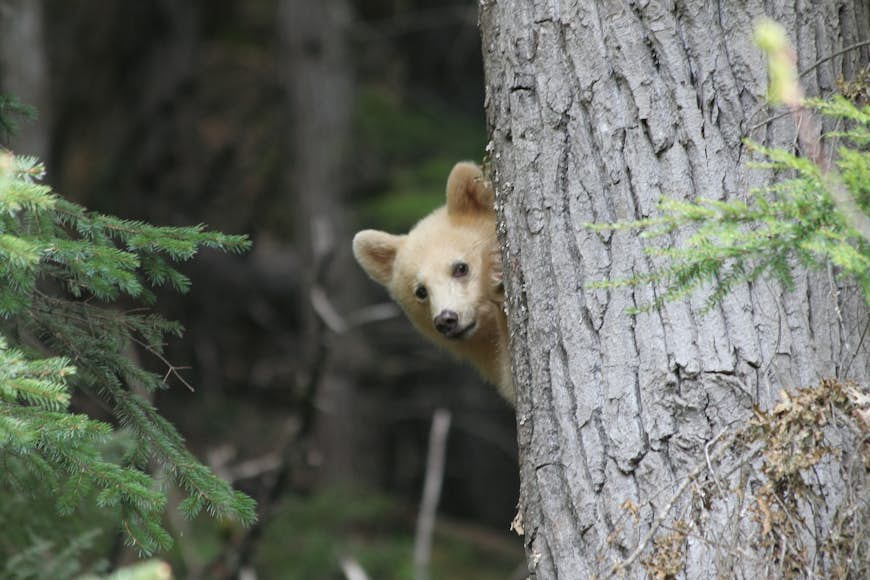Spirit Bear Cub playing peek a boo from behind a tree
