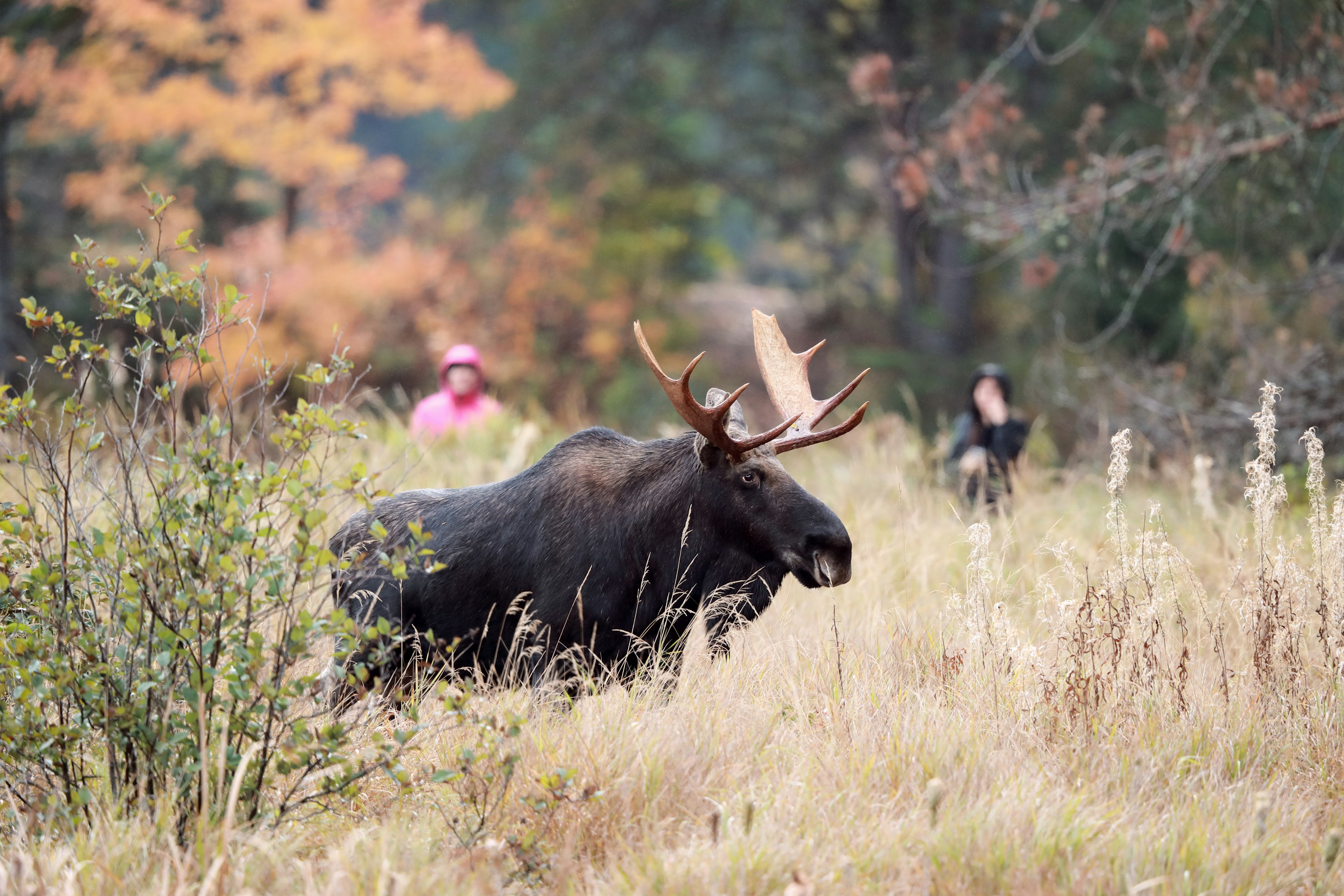 People walking along a trail stop to watch a Bull Moose during the rut in Algonquin Provincial Park in Ontario, Canada