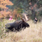 People walking along a trail stop to watch a Bull Moose during the rut in Algonquin Provincial Park in Ontario, Canada