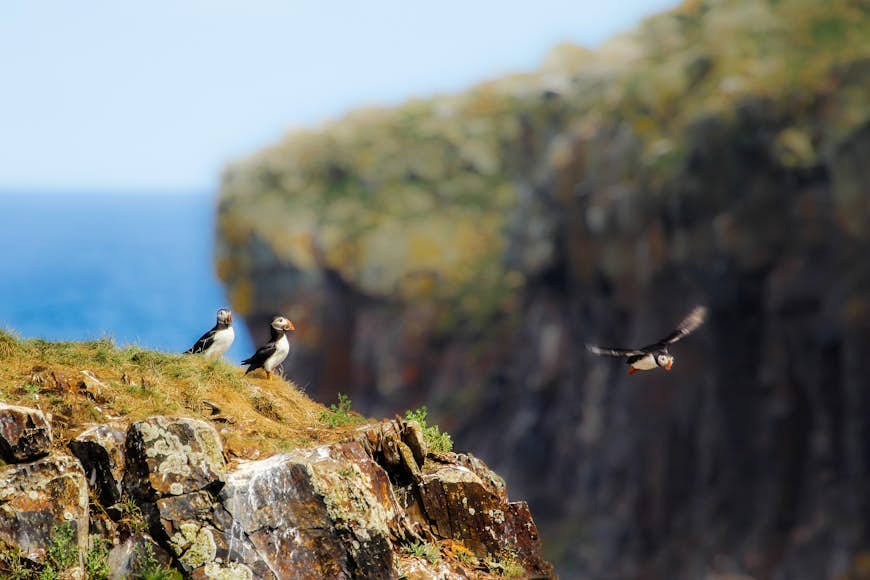 Three puffins, two sitting in grass on rocky ledge and one flying past surveying the water.