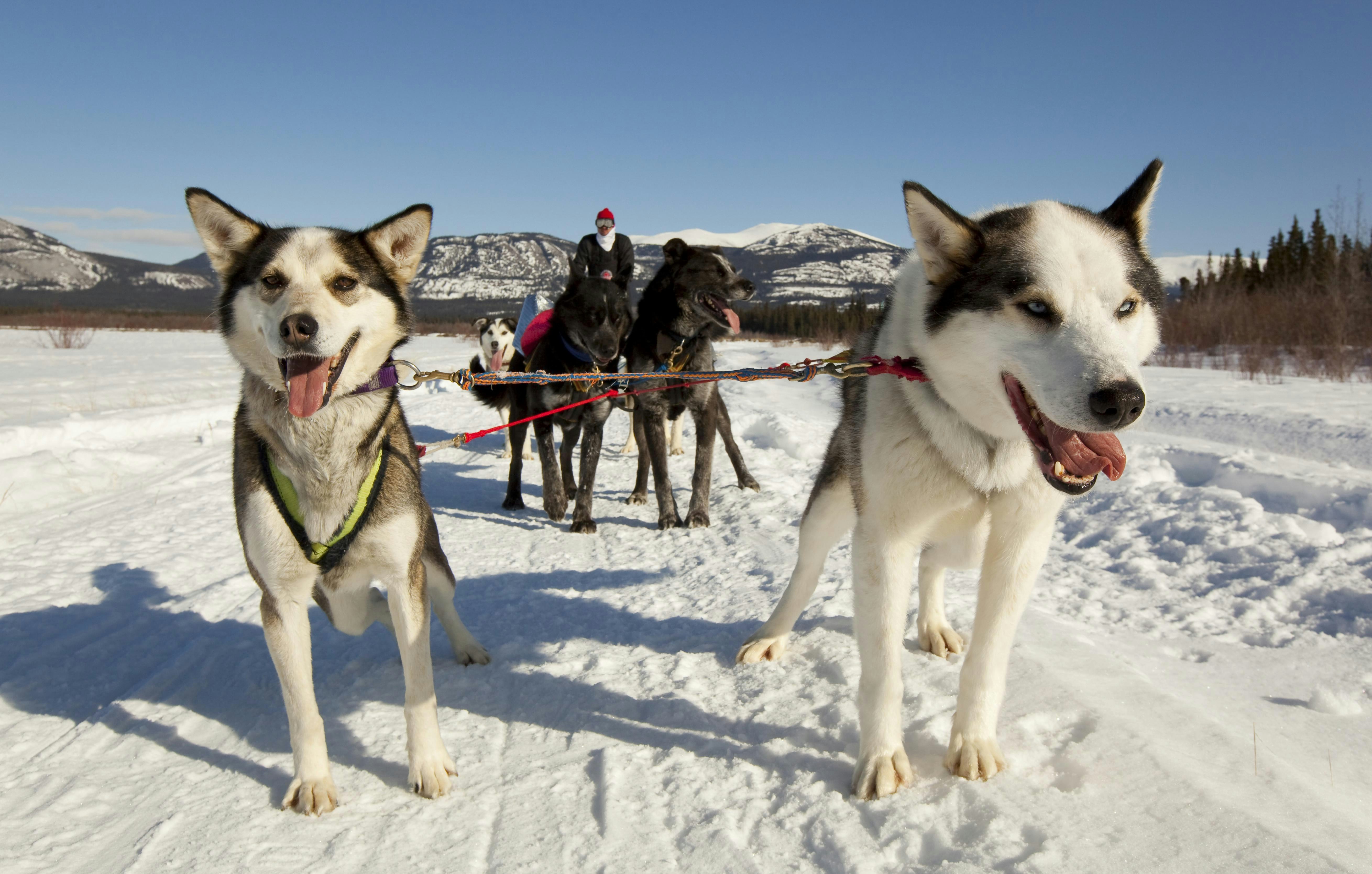 Two husky-like dogs lead a dog sled in a snowy landscape