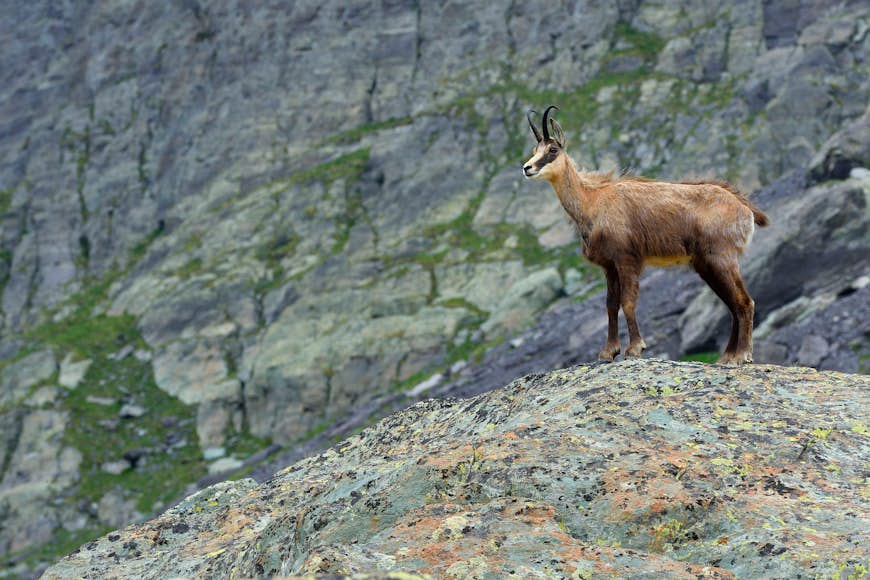 An adult chamois stands on a rocky cliff in the Alpes Maritimes of Mercantour National Park