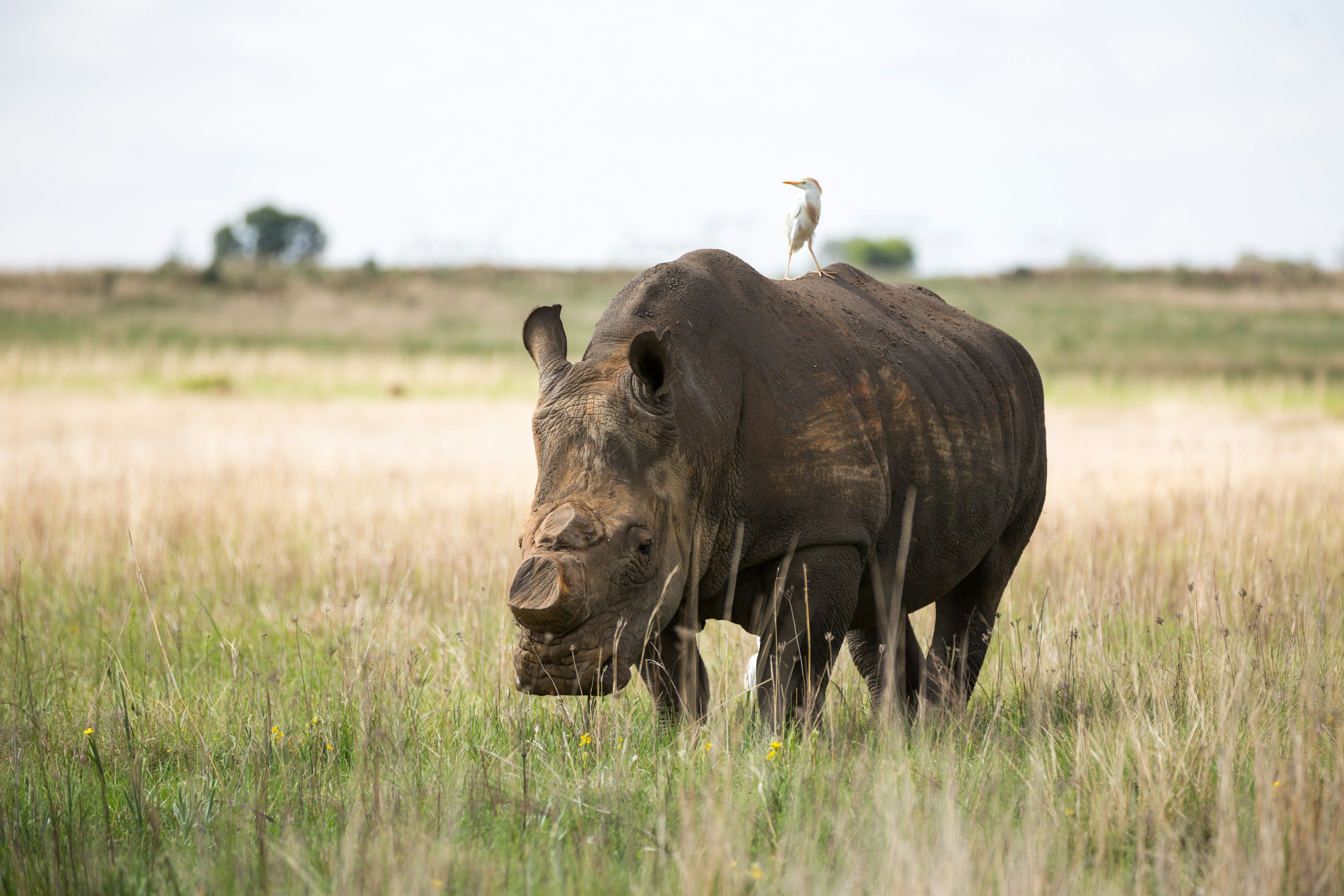 A de-horned white rhino walks on the plains