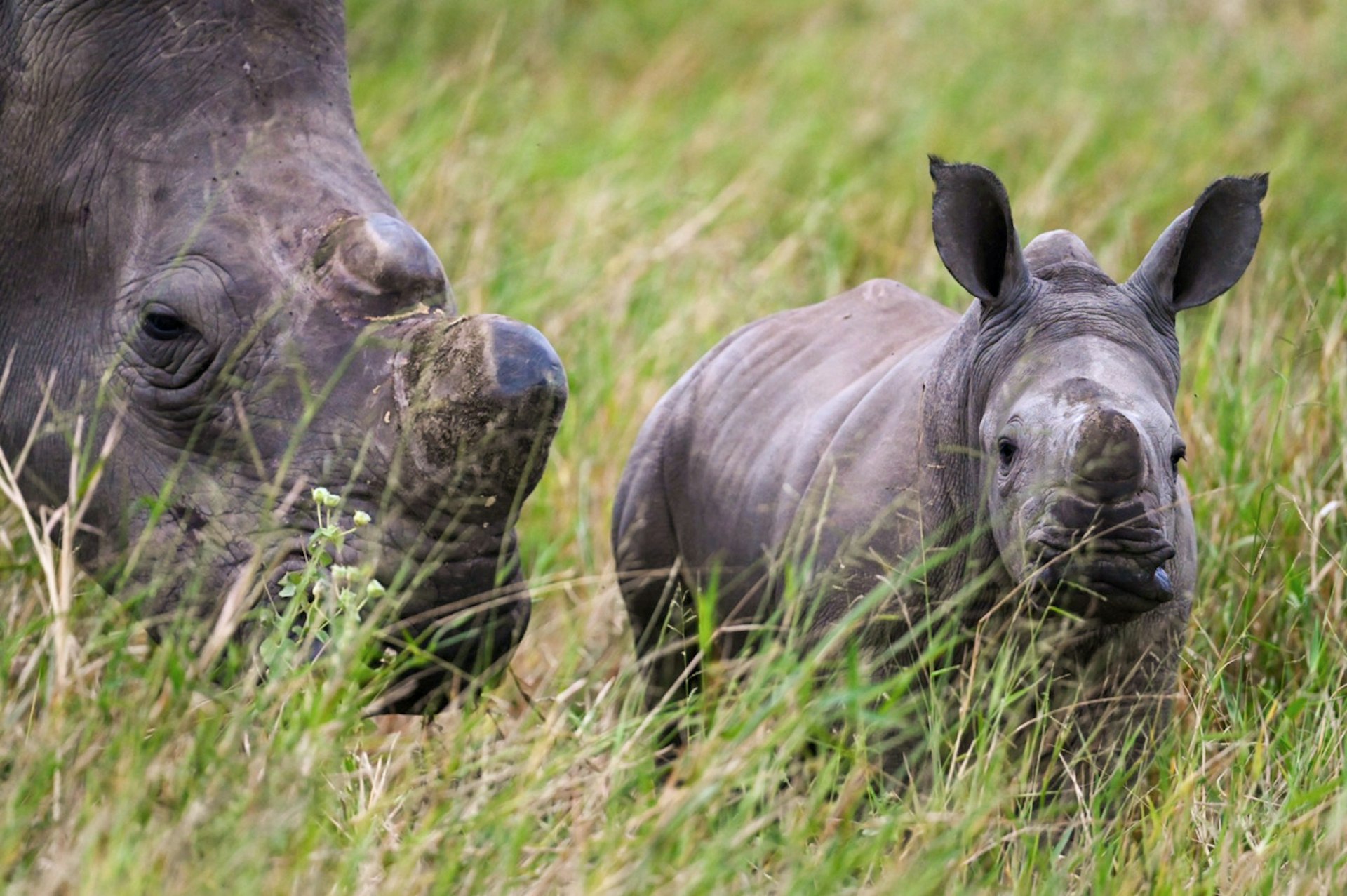 A mother rhino with trimmed horns and her calf