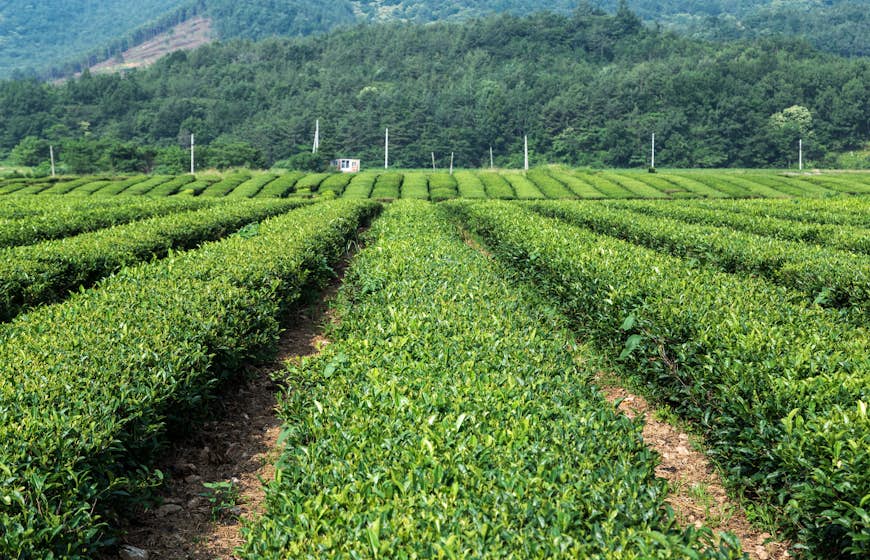 A field of green tea plants, Daehan Dawon, Boseong, South Korea