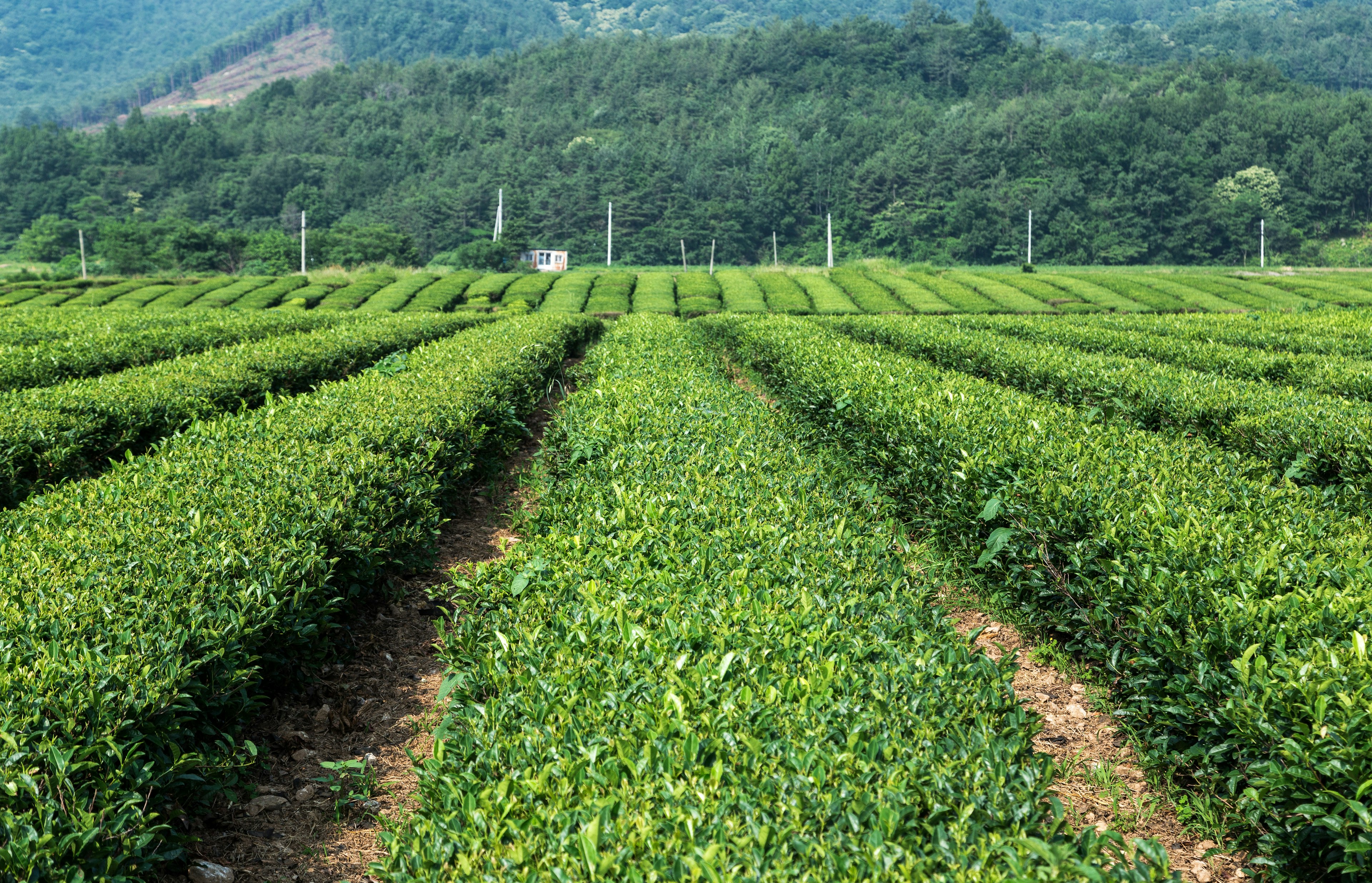 A field of green tea plants, Daehan Dawon, Boseong, South Korea