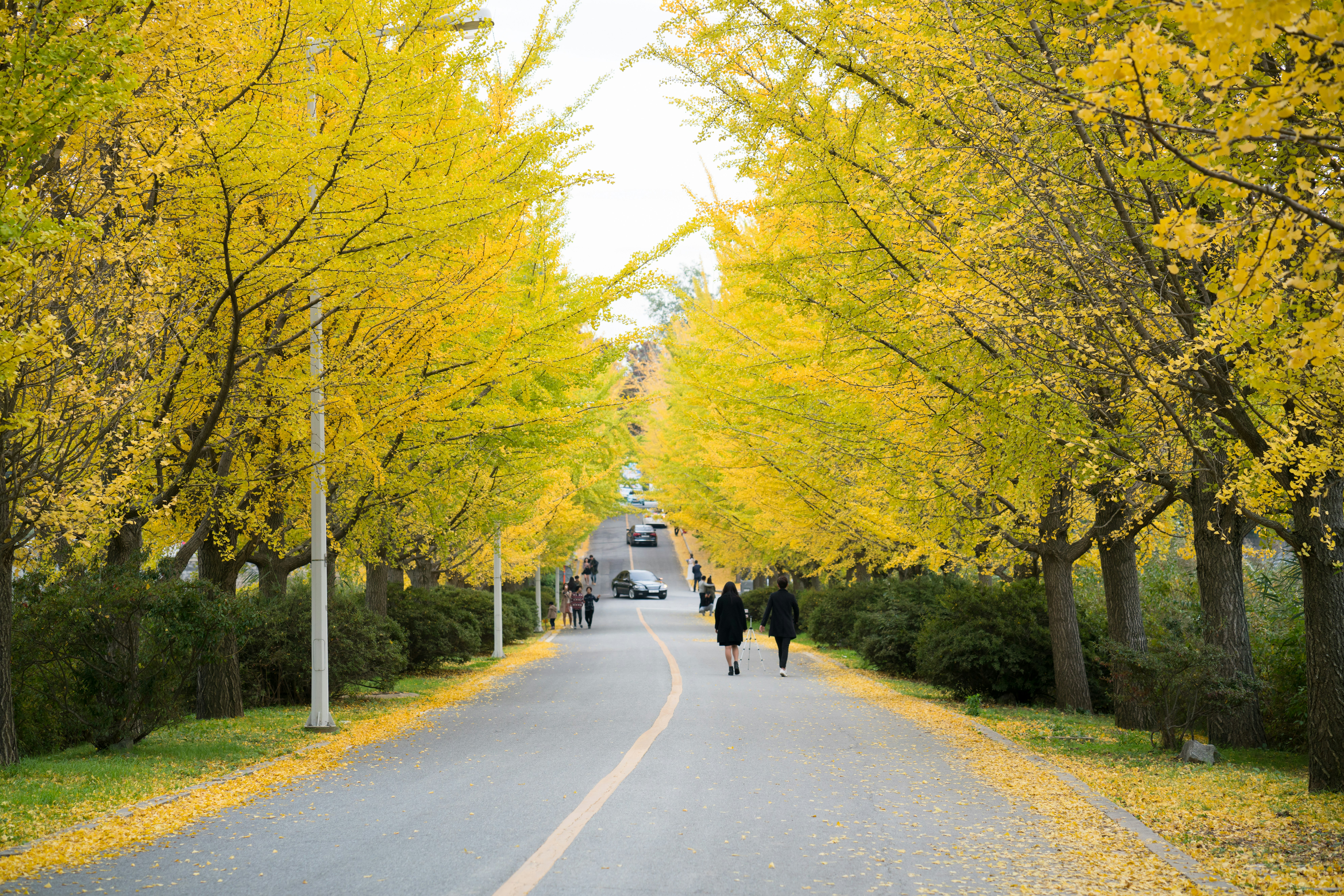 Ginkgo trees turn gold in fall at Gongju-si, Chungcheongnam-do, Korea
