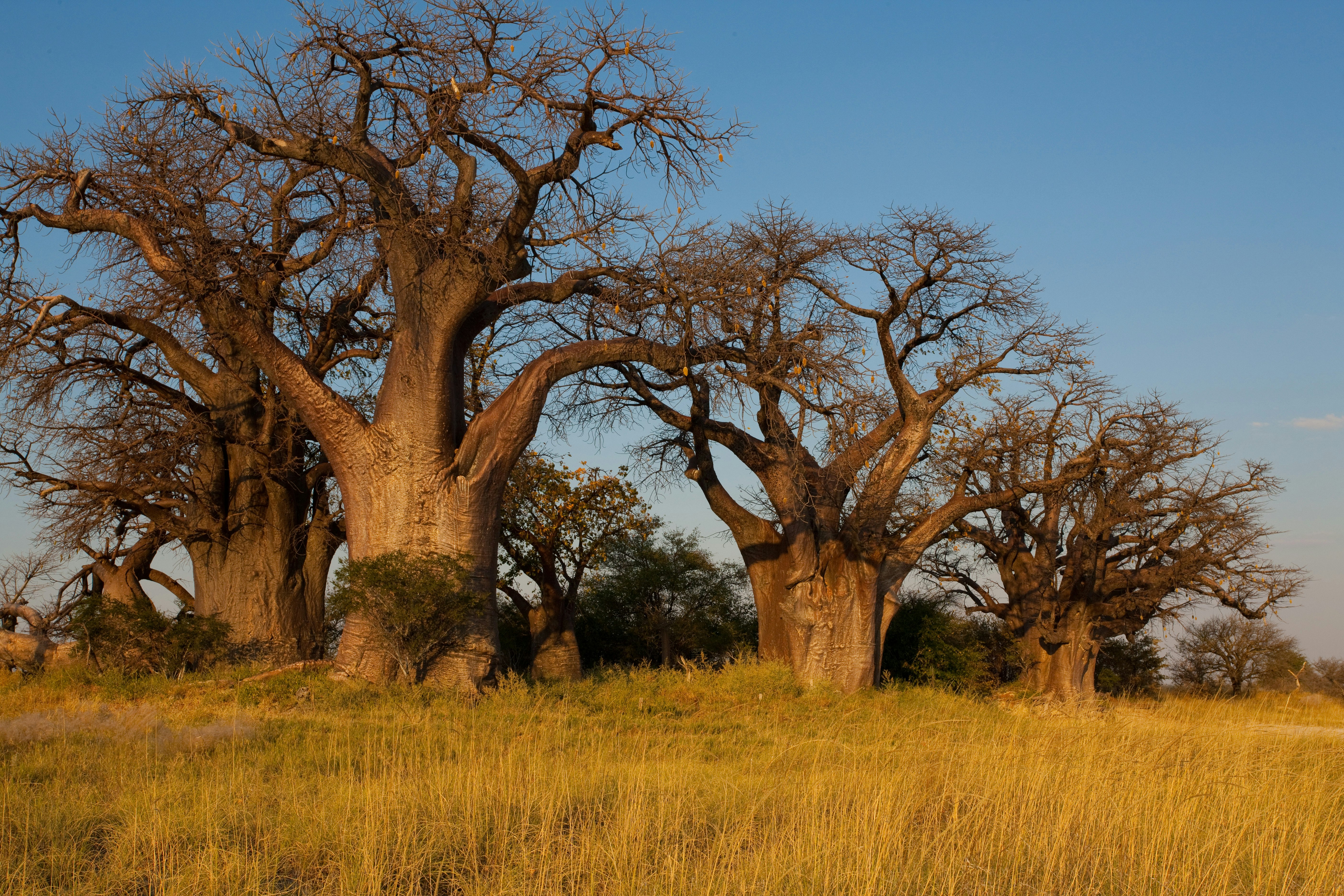 Baobab trees, with huge thick trucks, rise up from the plains in Nxai Pan National Park, Botswana