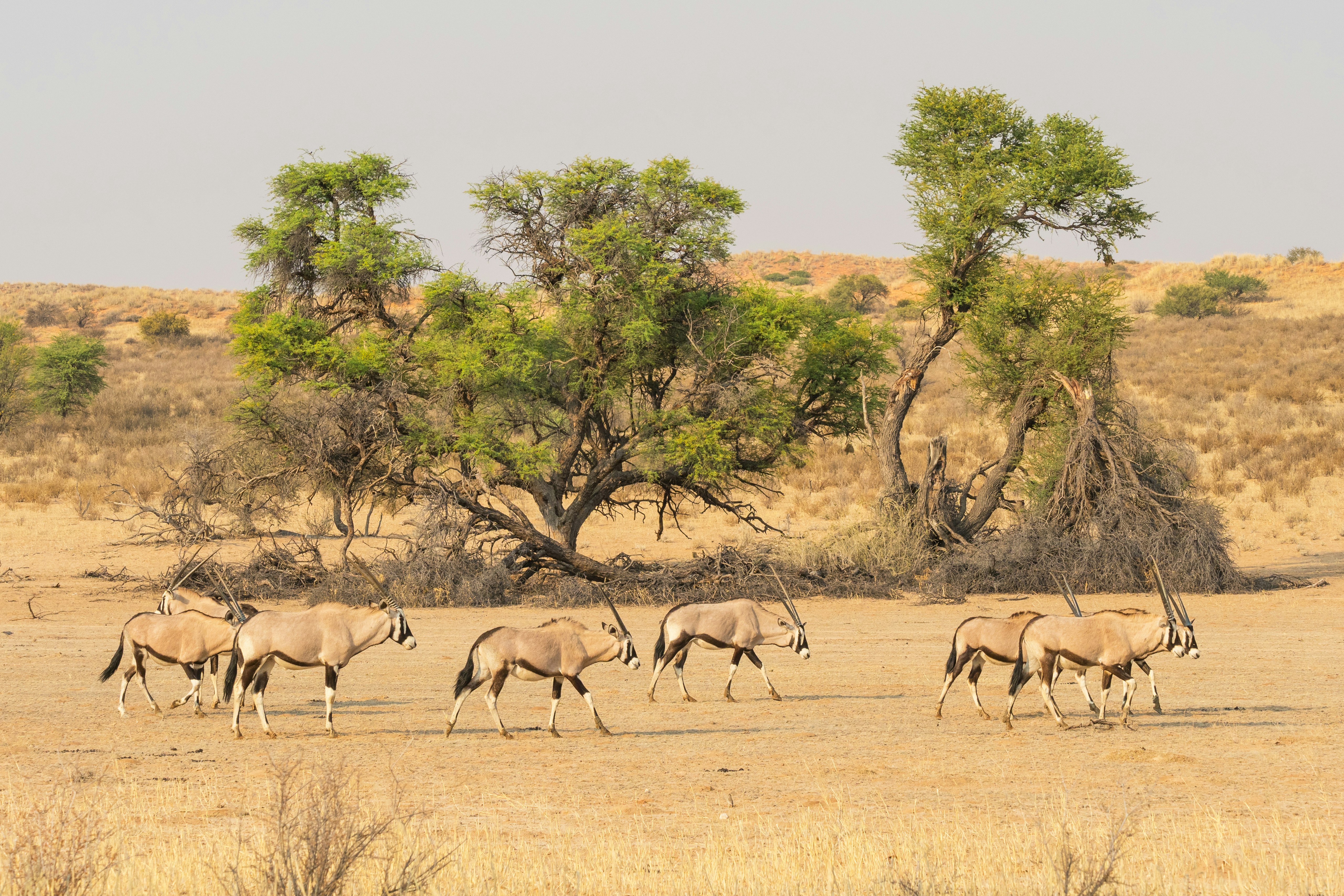 A herd of gemsbok in the dry Auob river bed in the Kgalagadi Transfrontier Park,
