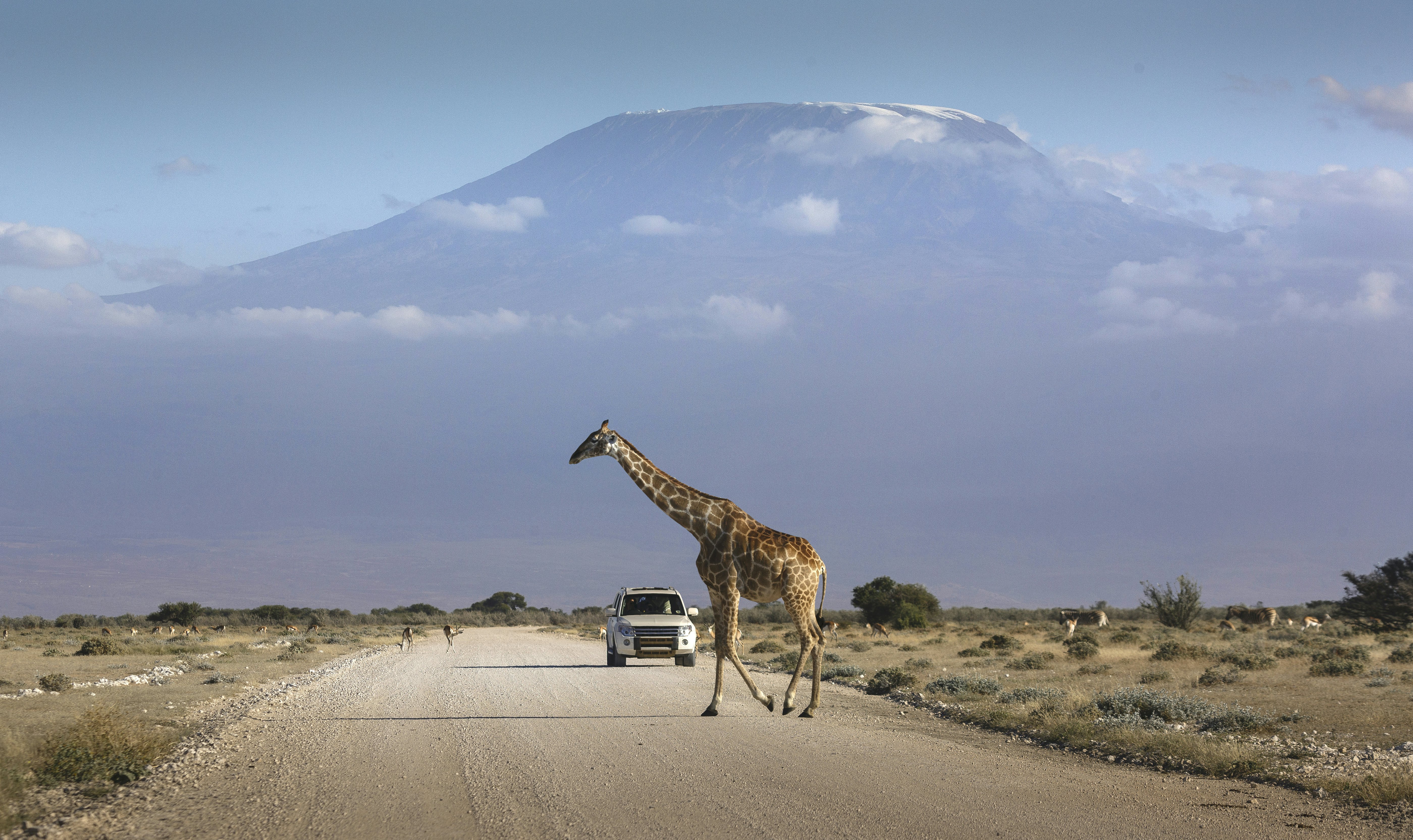 A car stopped on an african road in the amboseli park under mount Kilimanjaro while a giraffe is crossing the road
