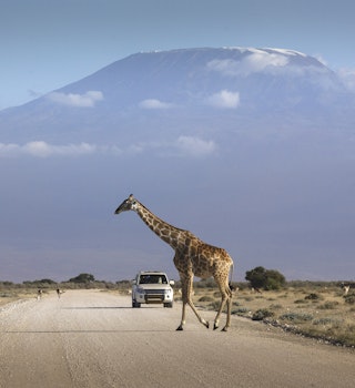 A car stopped on an african road in the amboseli park under mount Kilimanjaro while a giraffe is crossing the road