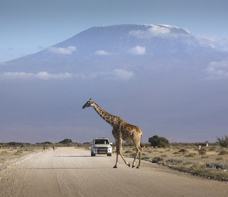 A car stopped on an african road in the amboseli park under mount Kilimanjaro while a giraffe is crossing the road