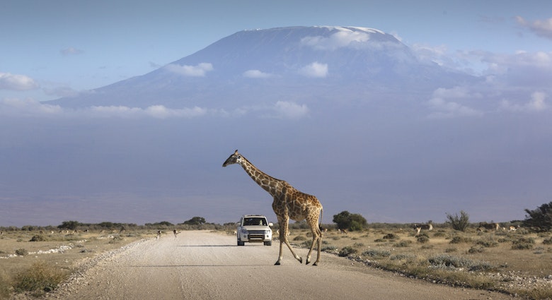 A car stopped on an african road in the amboseli park under mount Kilimanjaro while a giraffe is crossing the road